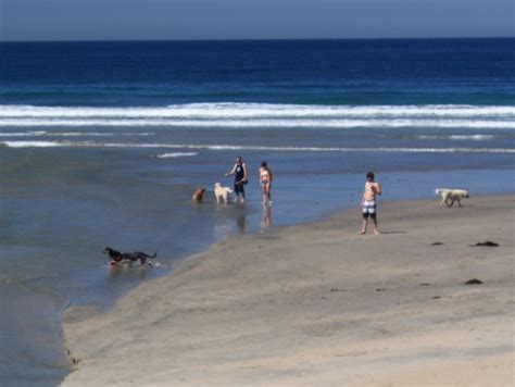 Del Mar Dog Beach – North Beach, Del Mar, CA - California Beaches