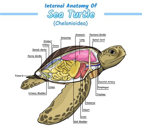 Internal Anatomy of Sea Turtle Stock Vector - Illustration of ...