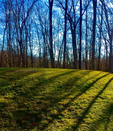 Free Images : landscape, tree, nature, forest, grass, branch, blossom, fog, meadow, sunlight ...