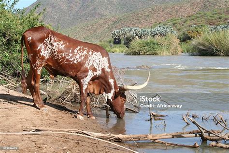 Cattle At Kunene River Close Epupa Rainy Season Namibia Africa Stock ...