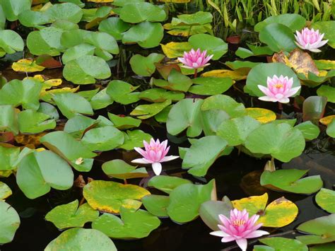 Lily pond | Lily pond, Water lilies, Plants