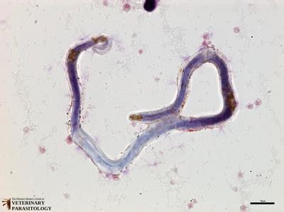 Loa loa Roundworms - MONSTER HUNTER'S GUIDE TO: VETERINARY PARASITOLOGY