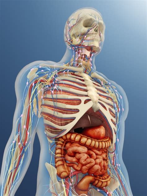 Anatomy Of The Human Lower Body Organs : science anatomy scan of human body organs and bones ...