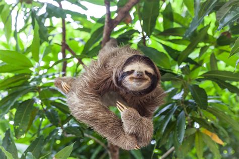 Is It Legal to Own a Pet Sloth In Florida? - Hollander Law Firm Accident Injury Lawyers