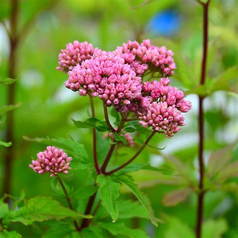 Eupatorium maculatum Phantom at Arts Nursery