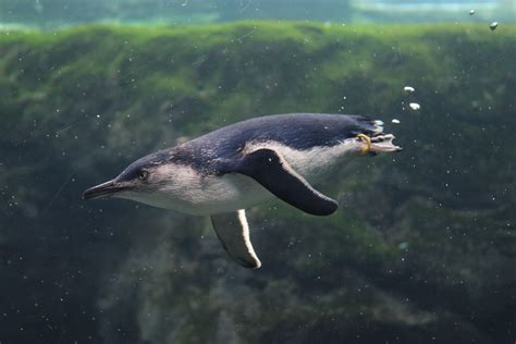 Penguin swimming underwater :P | Fish pet, Pets, Underwater