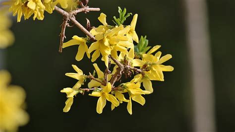 HD wallpaper: 5k uhd, laburnum, yellow flowers, spring, close up, blossom | Wallpaper Flare