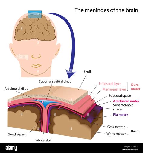 Meninges hi-res stock photography and images - Alamy