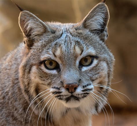 Bobcat, Lynx Roux, Lynx Rufus | "Fierce hunters, bobcats can… | Flickr