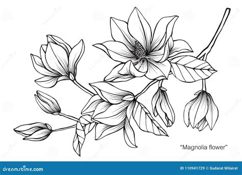 Magnolia Flower Drawing Illustration. Black and White with Line Art. Stock Vector - Illustration ...