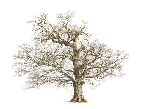 Images For > Oak Tree Fall Drawing | Inspirations | Pinterest | Tree drawings, Oak tree and Trees