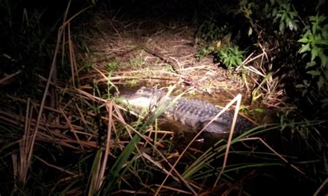 Boggy Creek - One Hour Airboat Night Tour | Do Something Different