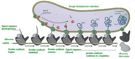 Ribosome Functions on Endoplasmic Reticulum | Celebrate Cytochemistry ...