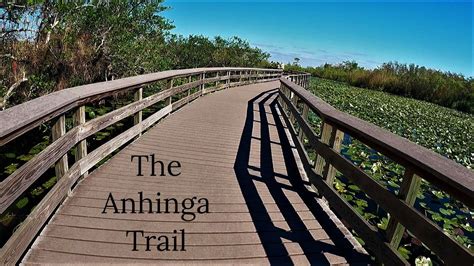 The Anhinga Trail Everglades National Park - YouTube