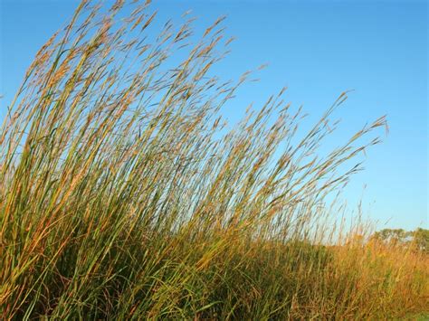 Learn About Growing Big Bluestem Grass