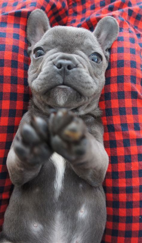 Blue And Cream French Bulldog Puppies - Pets Lovers