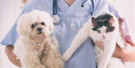 Pet Healthcare – a relevant market