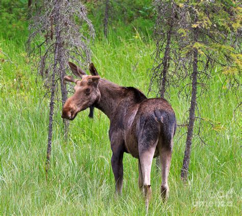 Young Bull Moose In Late Spring In Kootenay National Park Photograph by Louise Heusinkveld