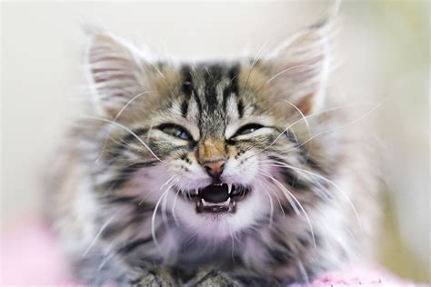 What You Should Know About Kitten Teeth and Dental Care