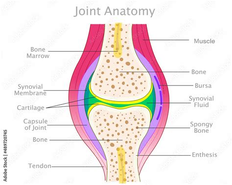 Joint anatomy. Knee diagram, colored structure. Elbow parts. Cross ...