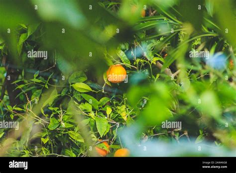 fresh green orange fruit tree in Mallorca, Spain Stock Photo - Alamy