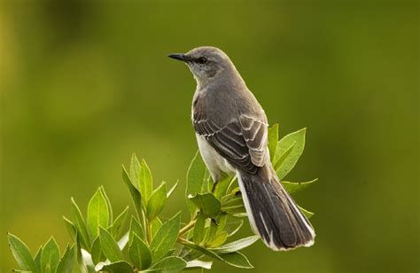 Tennessee’s State Bird: The Mockingbird — Cypress Magazine