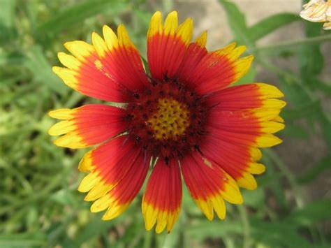 Blanket Flower Seeds (Certified Organic) | Garden Hoard – Certified ...