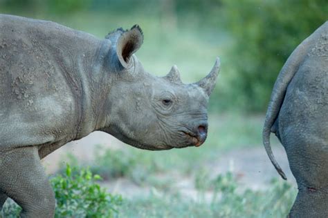 Black Rhino Calf Stock Photos, Pictures & Royalty-Free Images - iStock