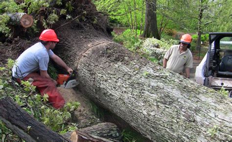 Tree Crews | Tree Trimming & Removal Woodstock, GA