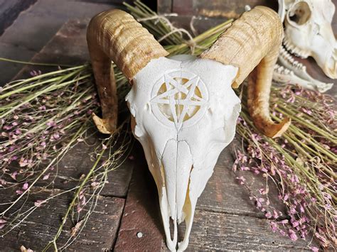 MADE TO ORDER Real Young goat skull with pentacle pentagram | Etsy