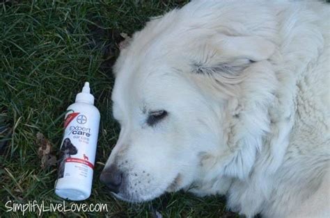 5 Useful Tips for Grooming Great Pyrenees Puppies - Simplify, Live, Love