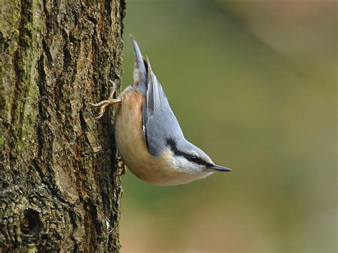 Nuthatch Bird Facts (Sitta europaea) | Bird Fact