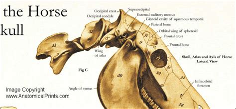 Horse Skull Anatomy Poster 24 x 36