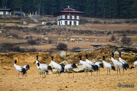 Black-necked-Crane-phobjhika-valley-Bhutan-Himalaya-Adventure-Sindbad-Vishwas-Raj-05 – Adventure ...