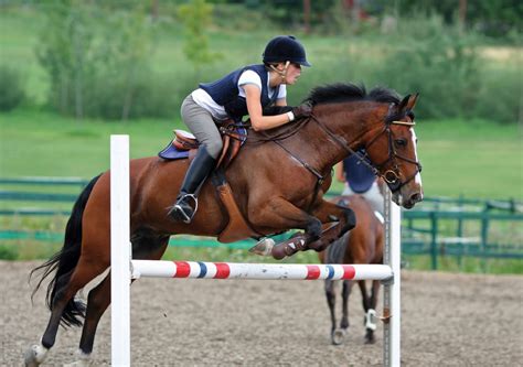 Horses for pleasure riding: How I got my horse to jump the first time