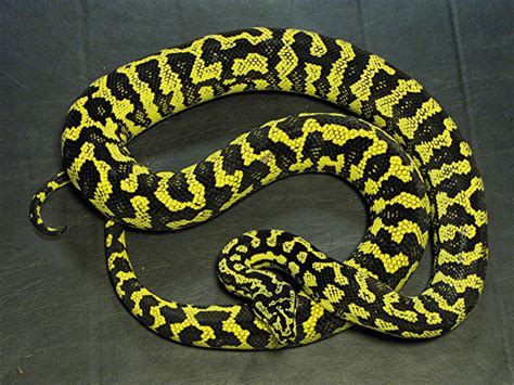 Breeding Coastal Carpet Pythons | www.resnooze.com