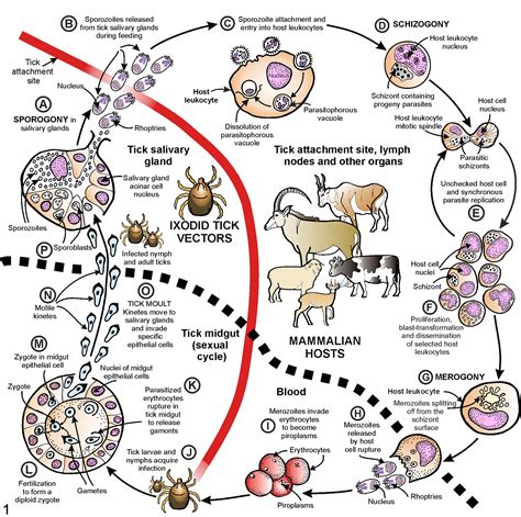 Life-cycle Of Theileria Parva, Parasite Causing East, 43% OFF