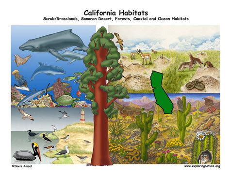 California Habitats, Mammals, Birds, Amphibians, Reptiles