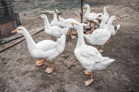 A Free-range Duck Farm with a Flock of Birds. Ducks, Geese and Drakes ...