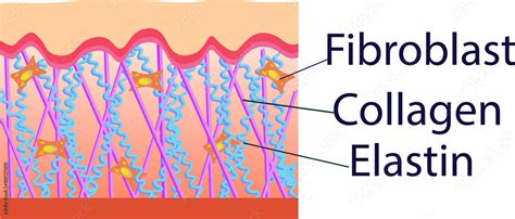 Vector illustration of structure cells with collagen, elastin and fibroblast Stock Vector ...