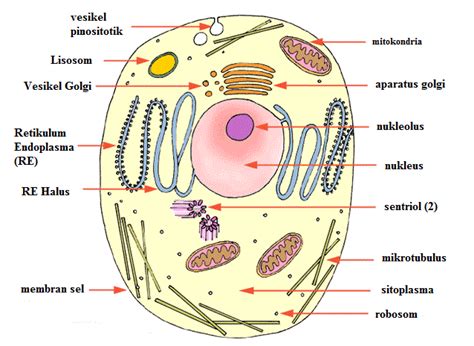 Struktur Dan Fungsi Organel Sel Tumbuhan And Hewan Lengkap Dengan Contohnya | Images and Photos ...