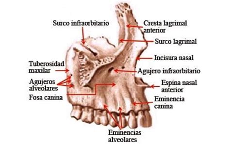 Hueso maxilar superior (anatomia, bordes, articulaciones, importancia)