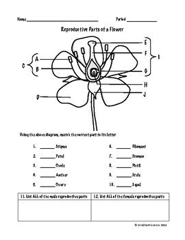 Flower Structure And Reproduction Worksheet - Flowers and Reproduction ...