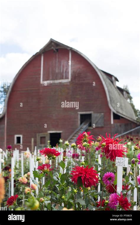 Dahlias growing on a farm in Pleasant Hill, Oregon, USA Stock Photo - Alamy