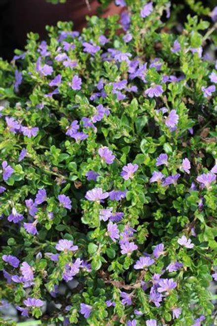 Scaevola albida 'Mauve Clusters' - Devil Mountain Wholesale Nursery