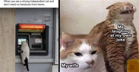 Cat Memes