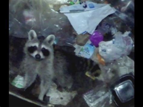 Poor Little Feller RACCOON RESCUE Stuck In Trash!!! | Raccoon, Rescue ...