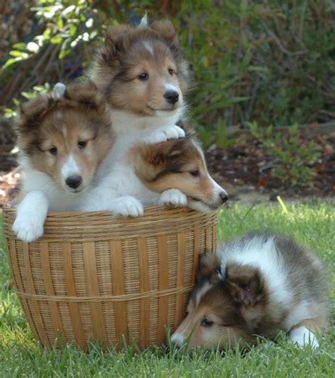 Shetland Sheepdog Puppies For Sale | San Antonio, TX #142955