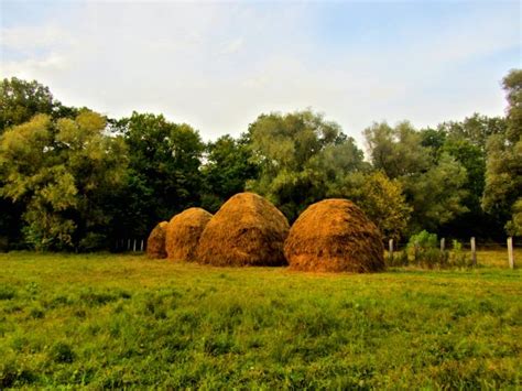 Biggest nature reservation in Moldova "Padurea Domneasca"