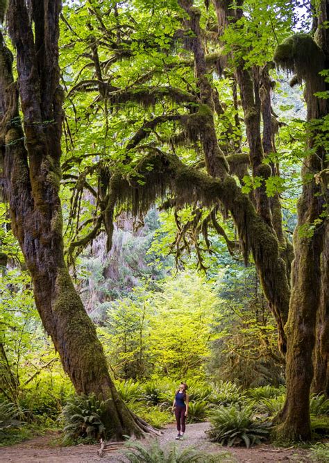 3 Incredible Hoh Rainforest Hikes in Olympic National Park - Uprooted Traveler